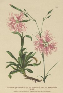 Œillet superbe (Dianthus speciosus, Dianthus superbus) - German School